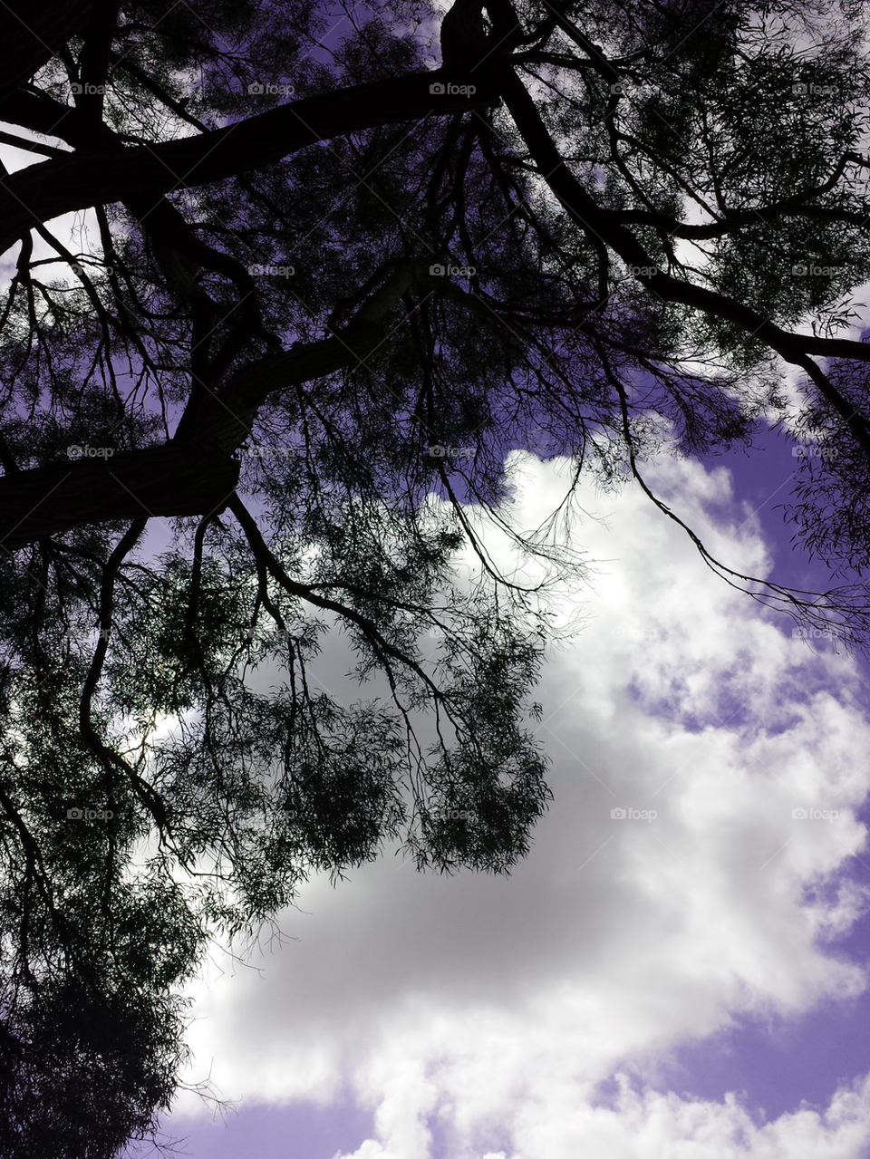 Tree Amongst The Clouds