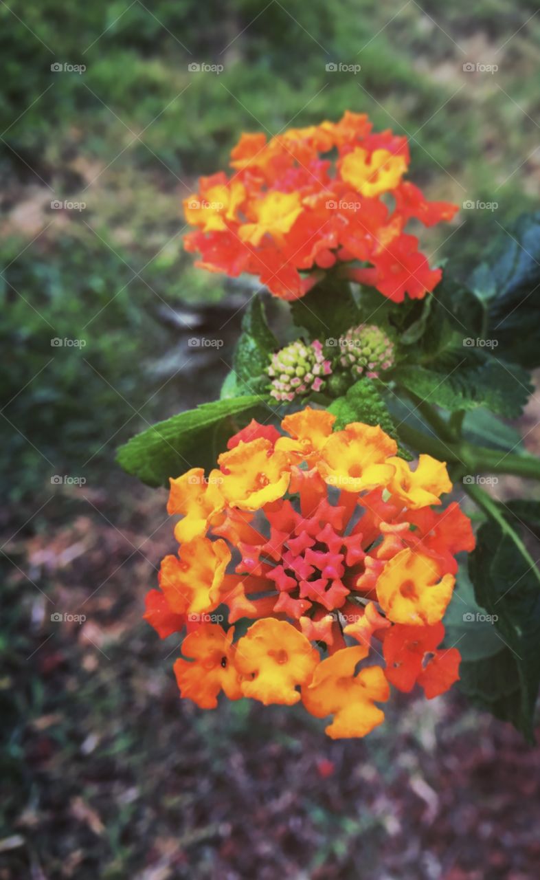 🇺🇸 Flowers from our garden, to brighten and beautify our day.  Here with lantanas!  Gardening is a great hobby.  I love taking care of nature. /// 🇧🇷 Jardinagem é um ótimo passatempo. Eu amo cuidar da natureza.