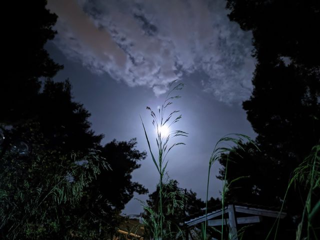 night in the forest