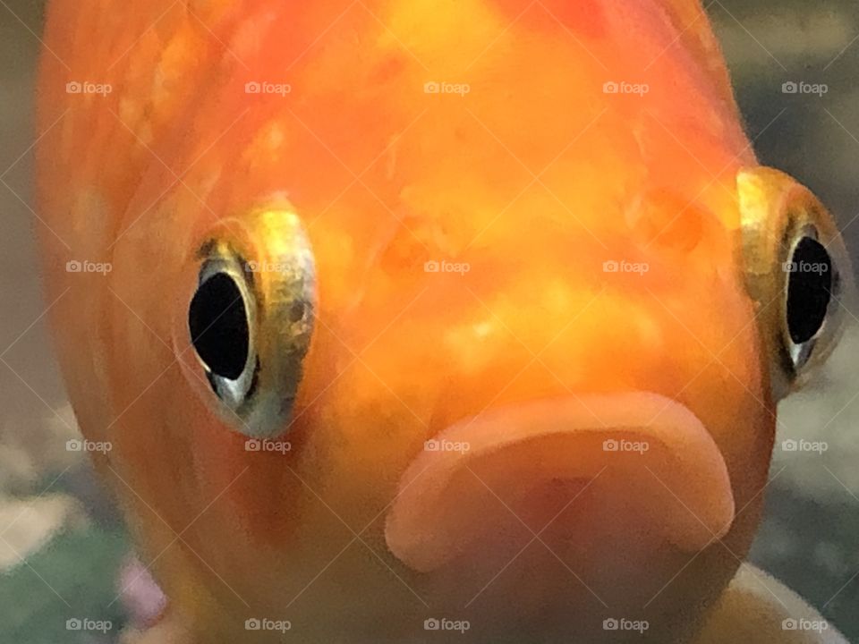 Fish face