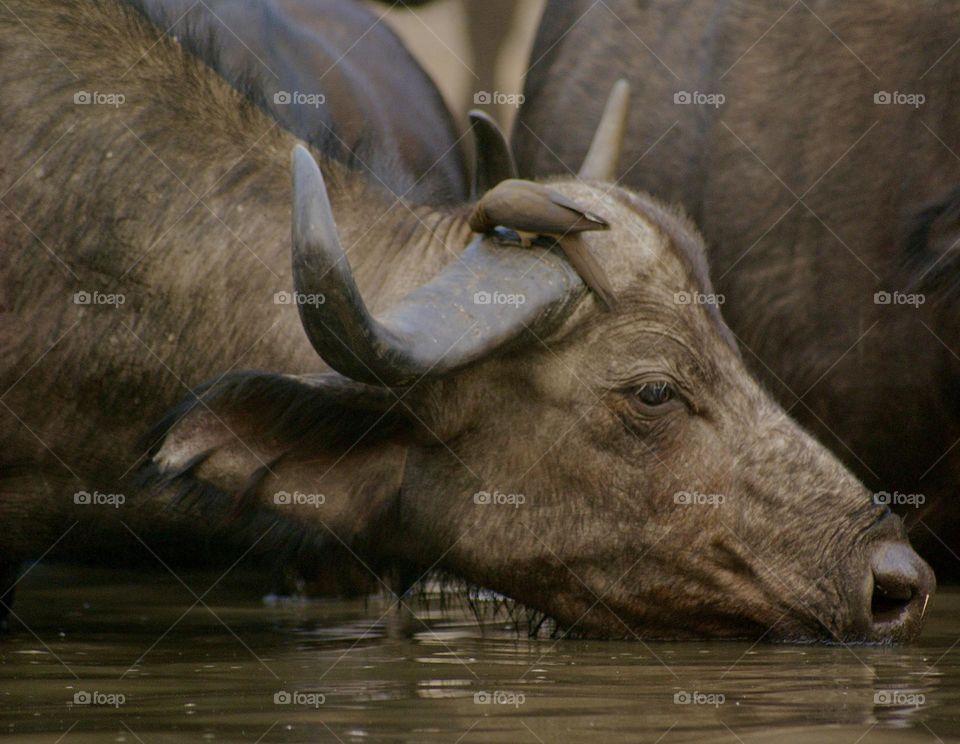 A close up shot of a buffalo drinking at the water hole 