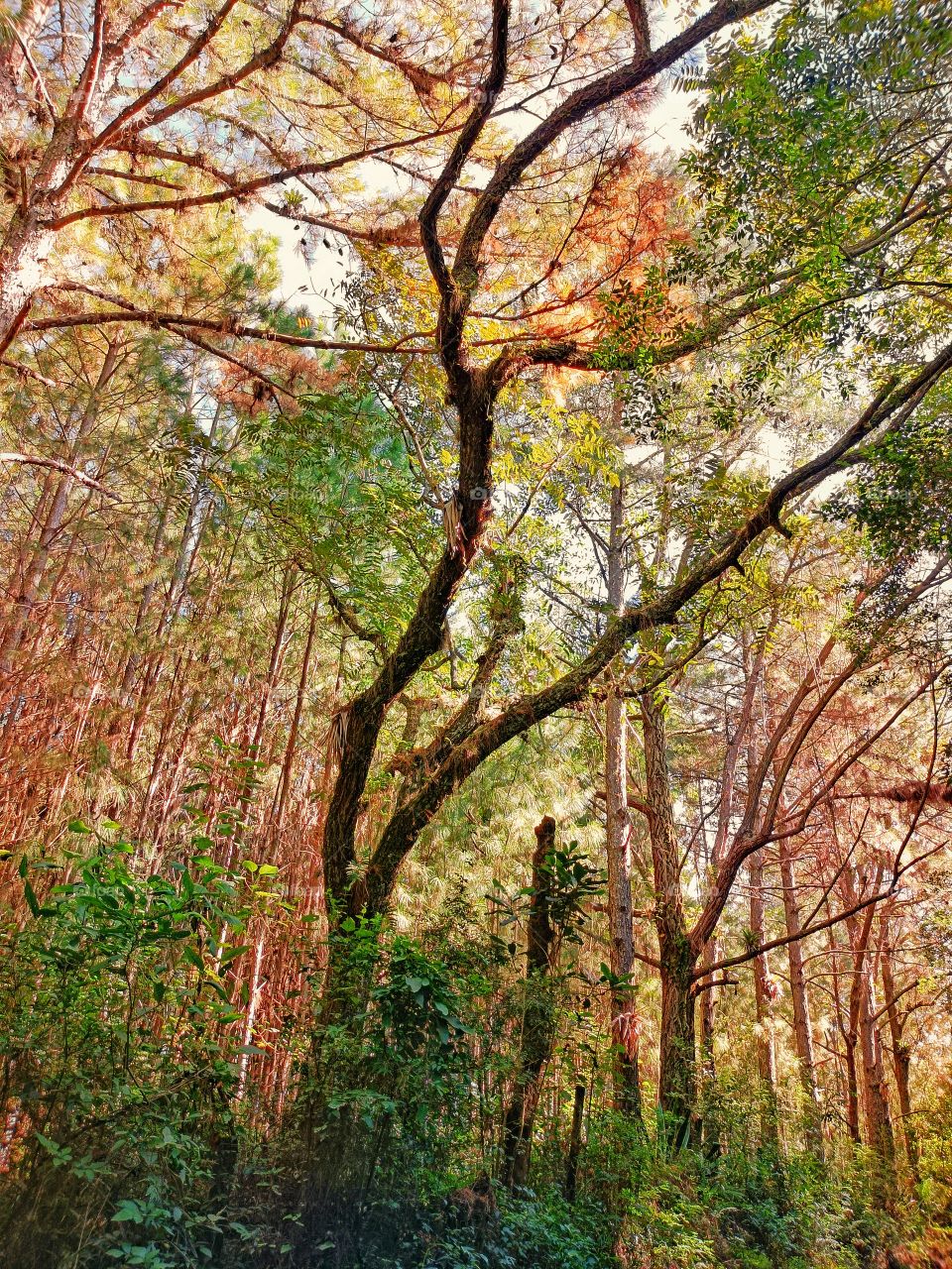 Colorful trees in autumn
