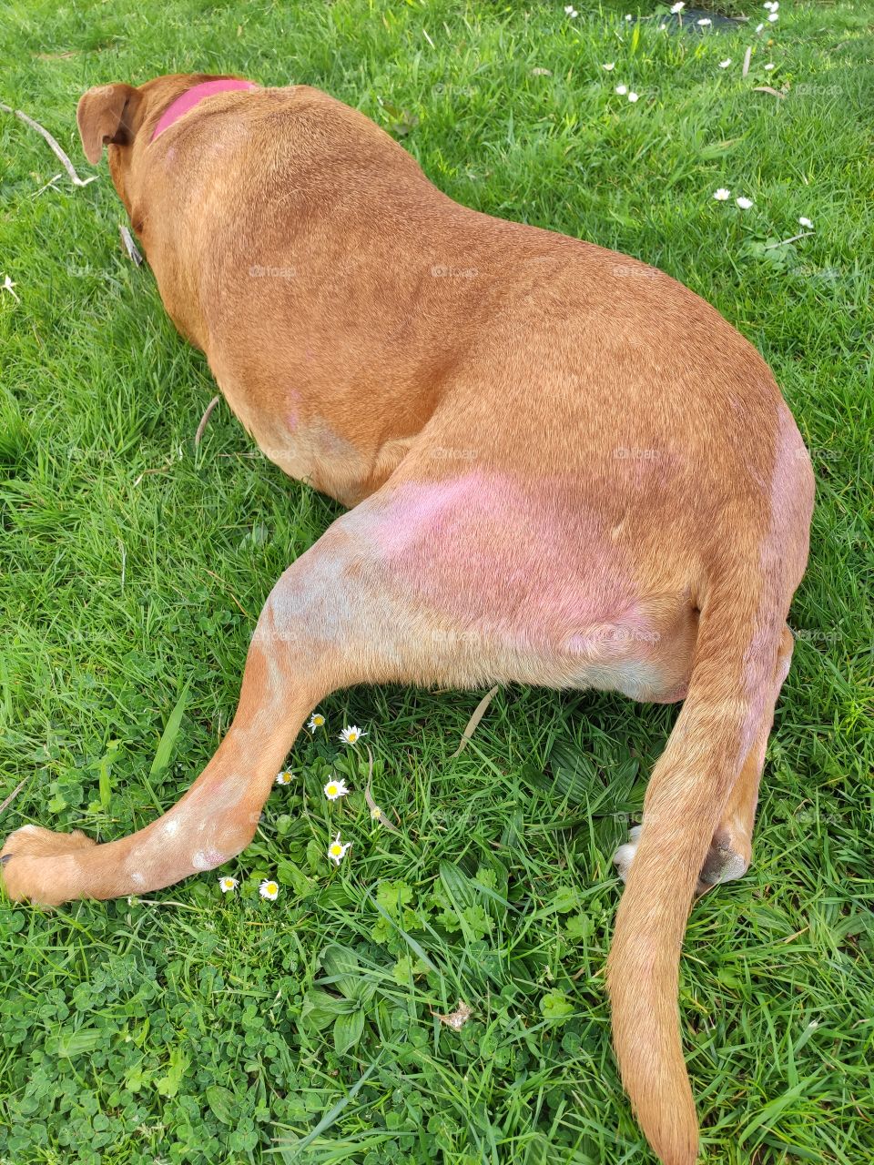 Dog with coloured butt, she sat on top of sidewalk chalk