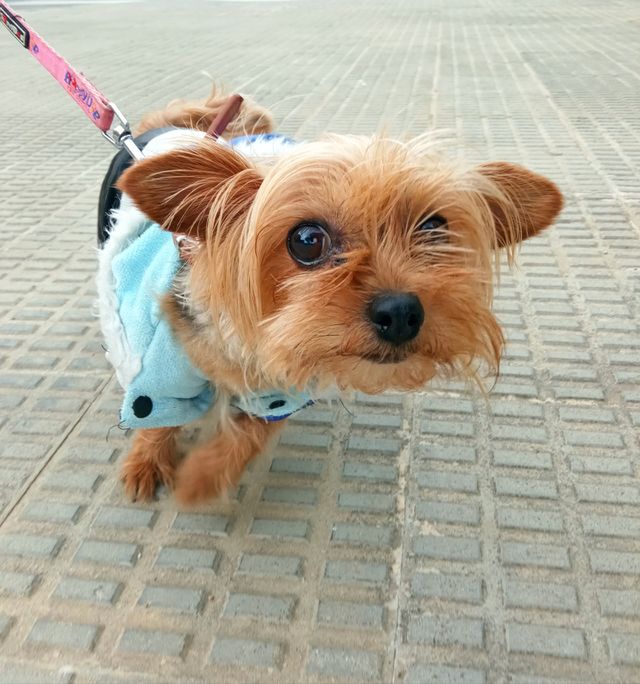 perro