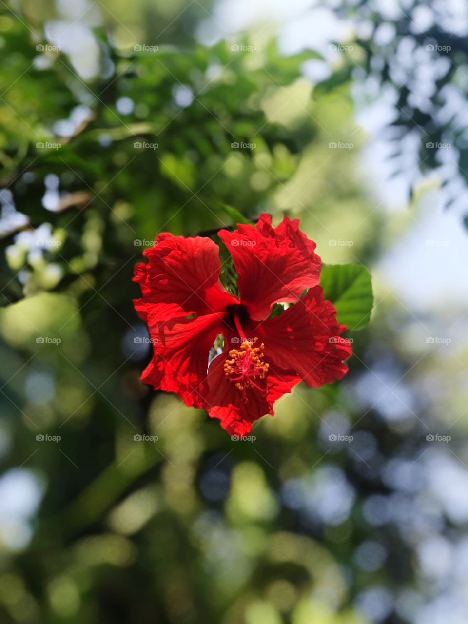 Stunning hibiscus 