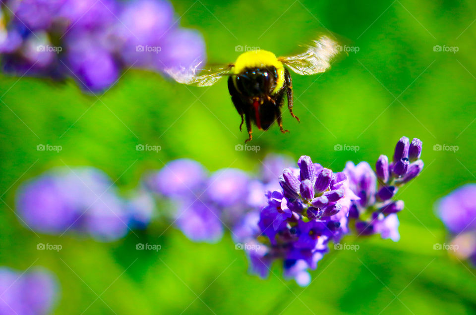 A bumblebee upclose and in motion loving on the lavender in my garden.
