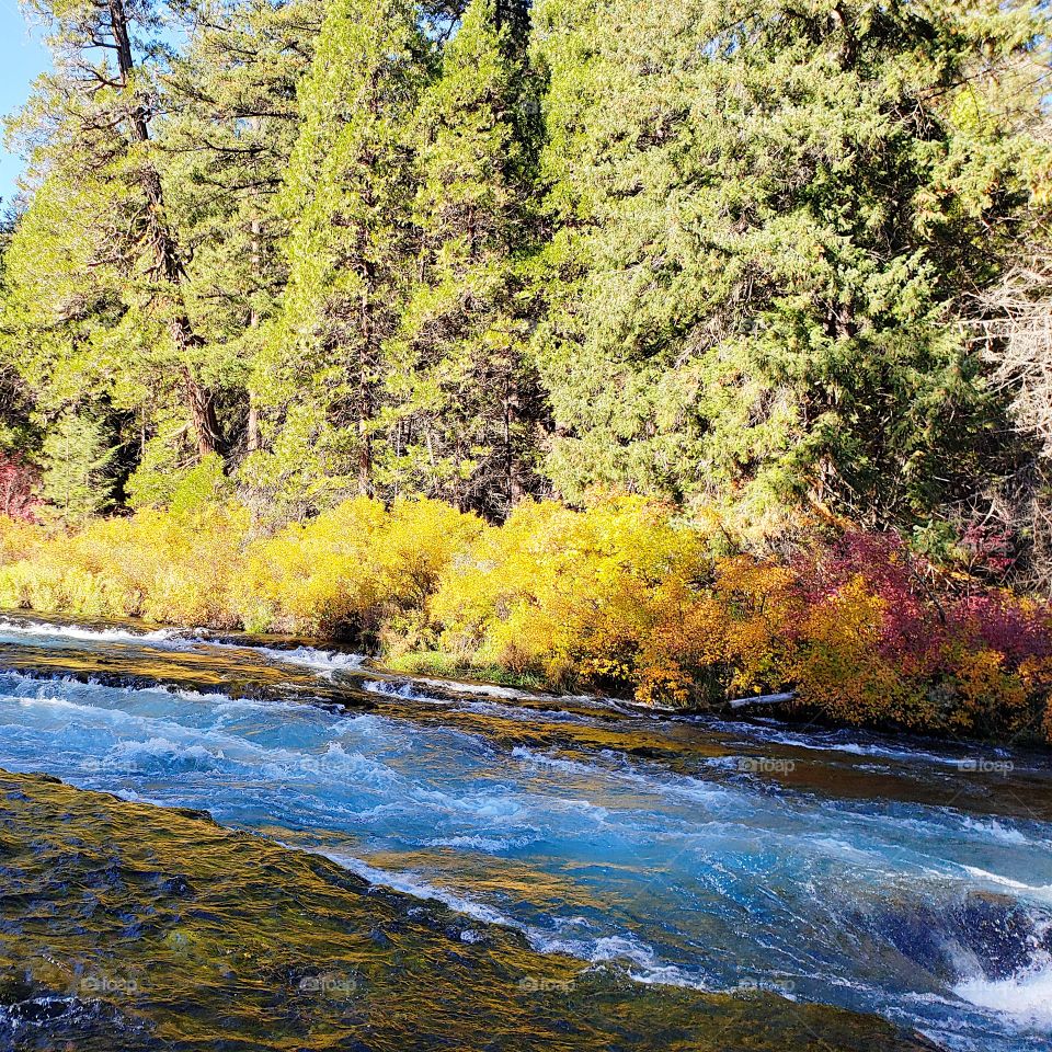 Stunning fall colors on the riverbanks of the turquoise waters of the Metolius River at Wizard Falls in Central Oregon on a sunny autumn morning. 