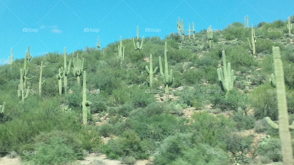 Cacti covered desert