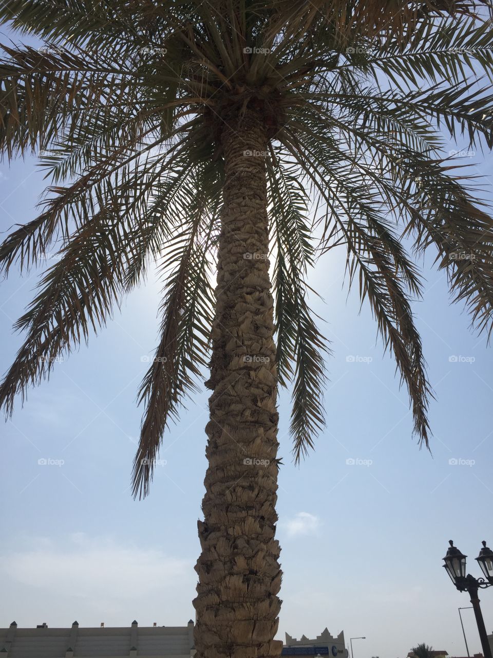 Date palm 