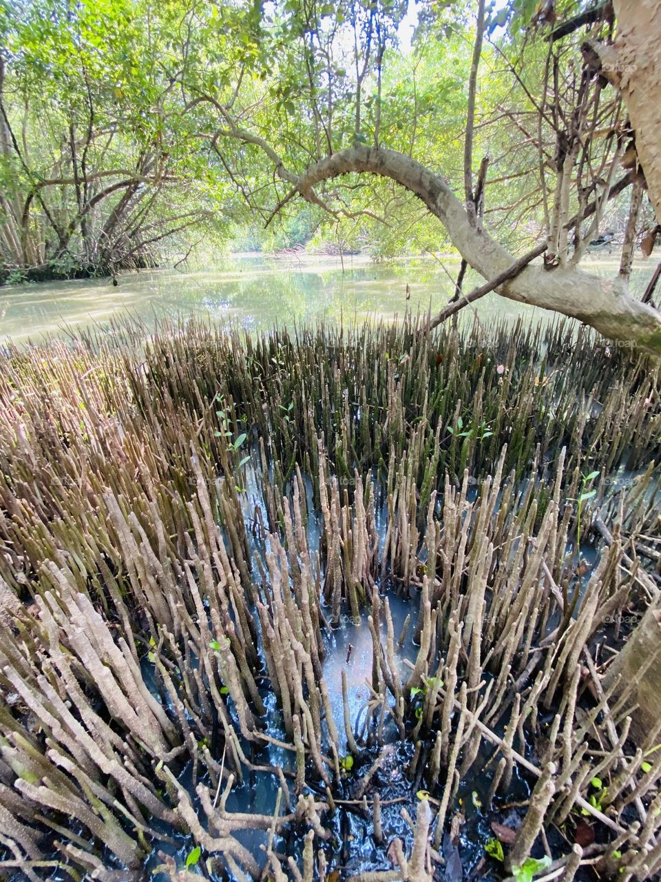 The roots of this Mangrove plant are in Angke Kapuk Nature Tourism Park. They conserve mangrove plants to overcome sea abrasion