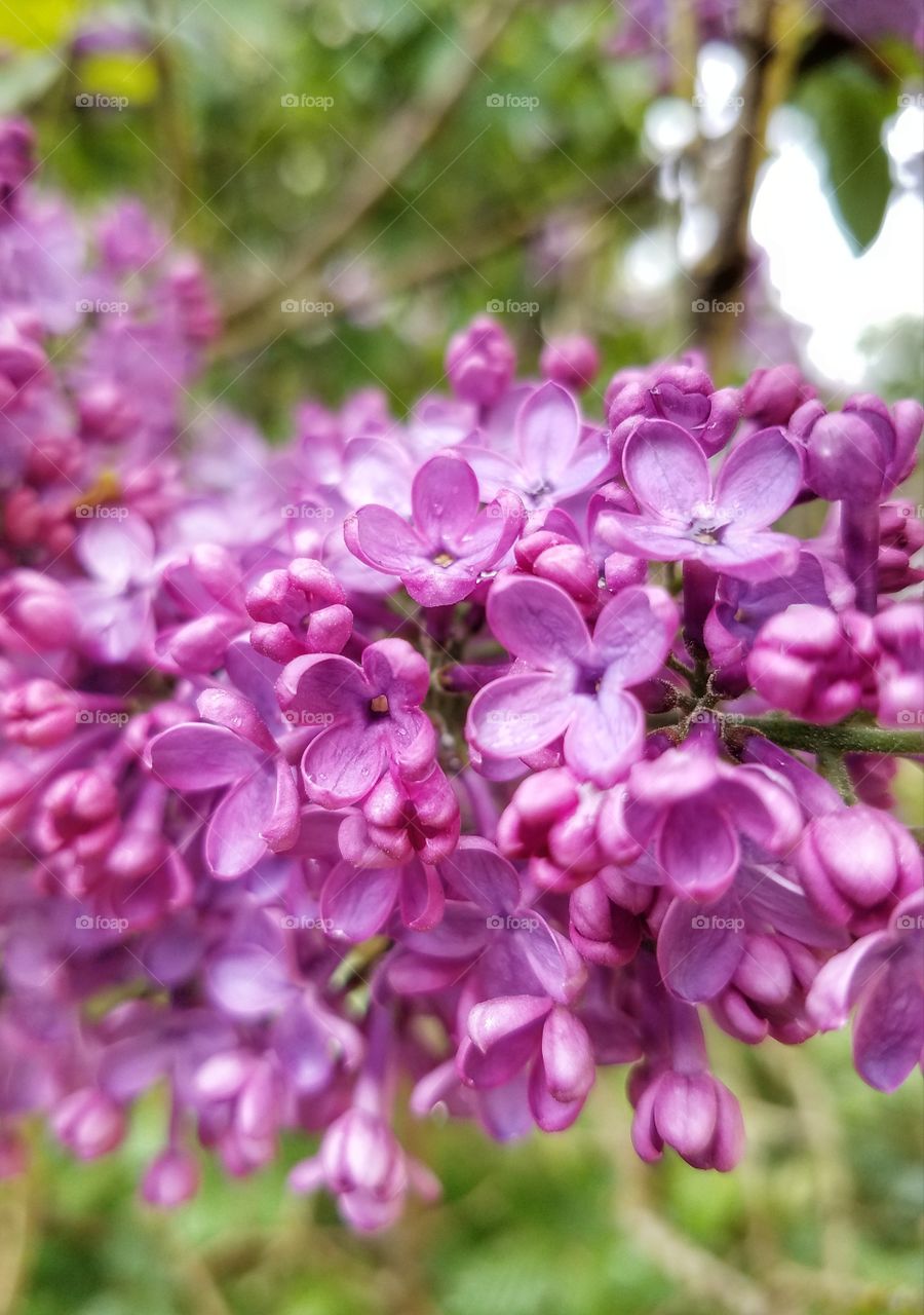 Lilacs