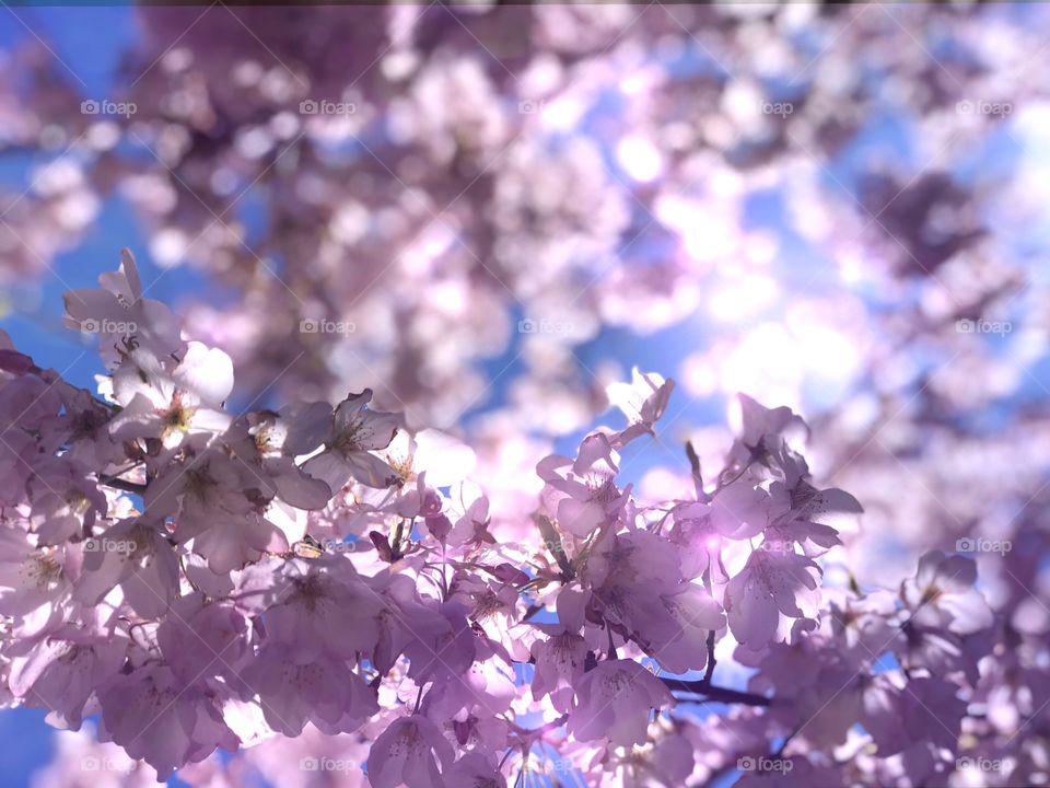 Pink glower purple lights magical setting 