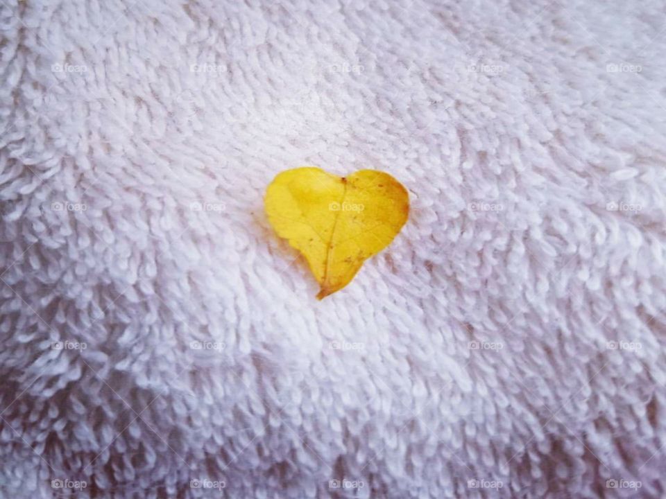 I found a heart shaped leaf at the pool the other day! I love it's color!