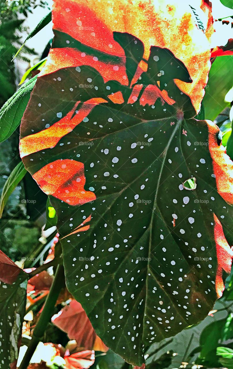 Tropical leaves 