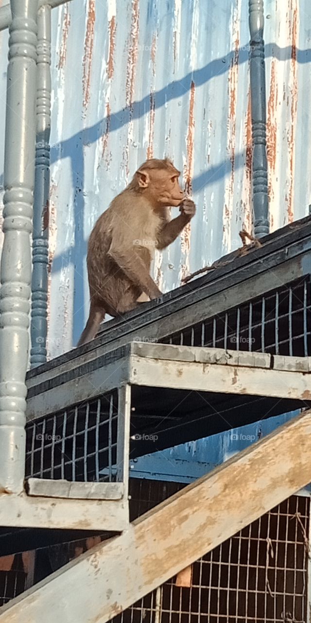 monkey