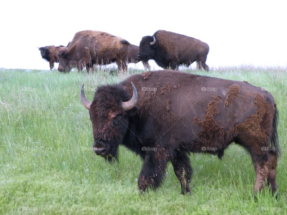 Buffalo 