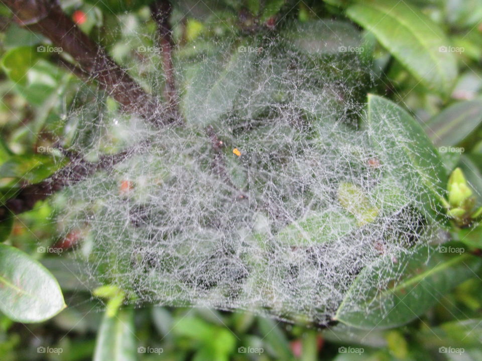 spider web