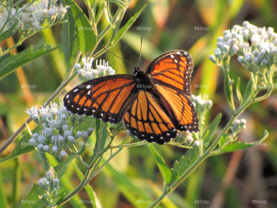 orange monarch butterfly resting on fall flowers