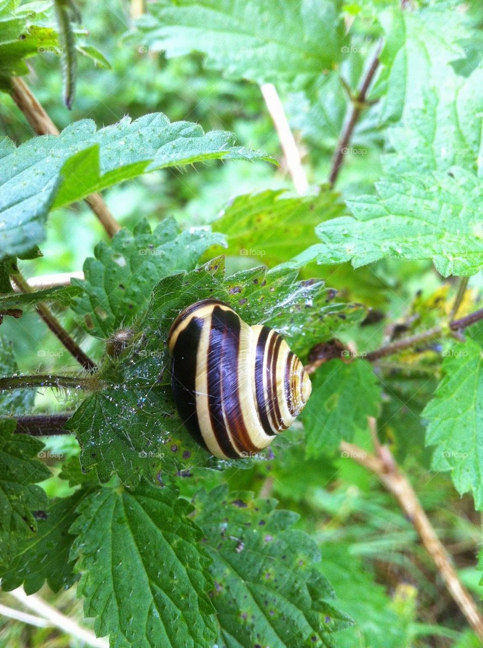 Snail