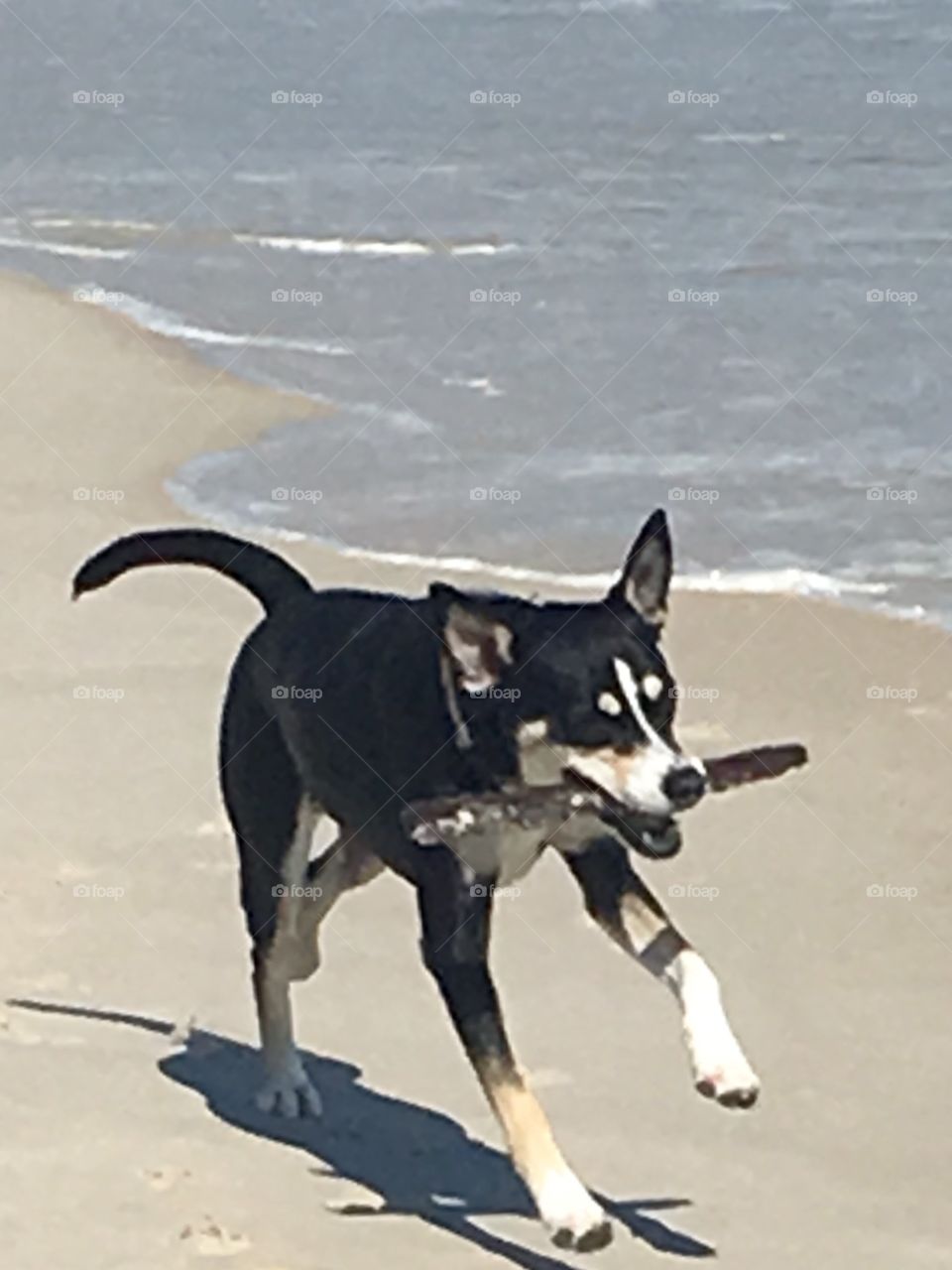 Fetch on the beach