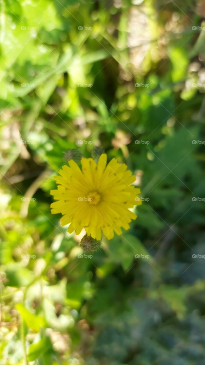 yellow flower