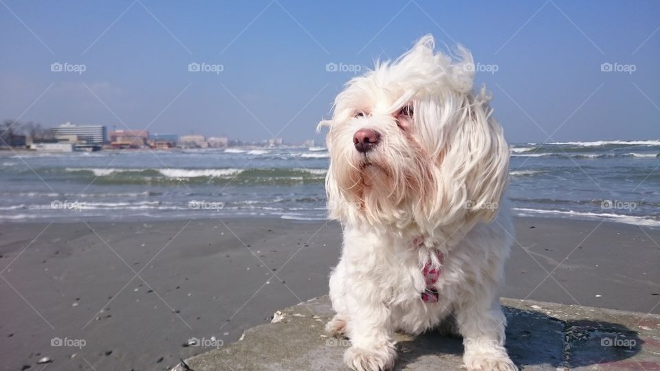 Maya. Seaside dog walk