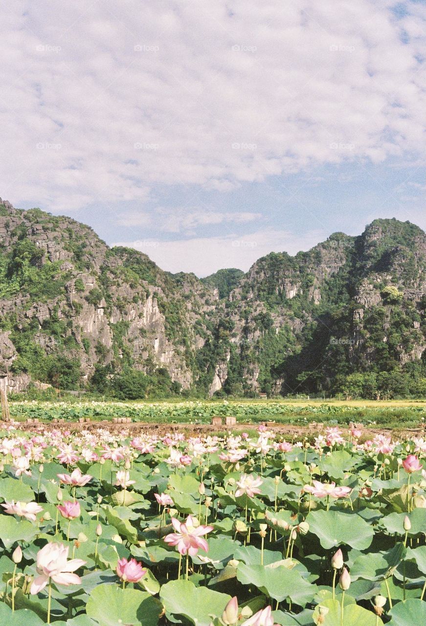 Mountain with lotus flower on foreground 