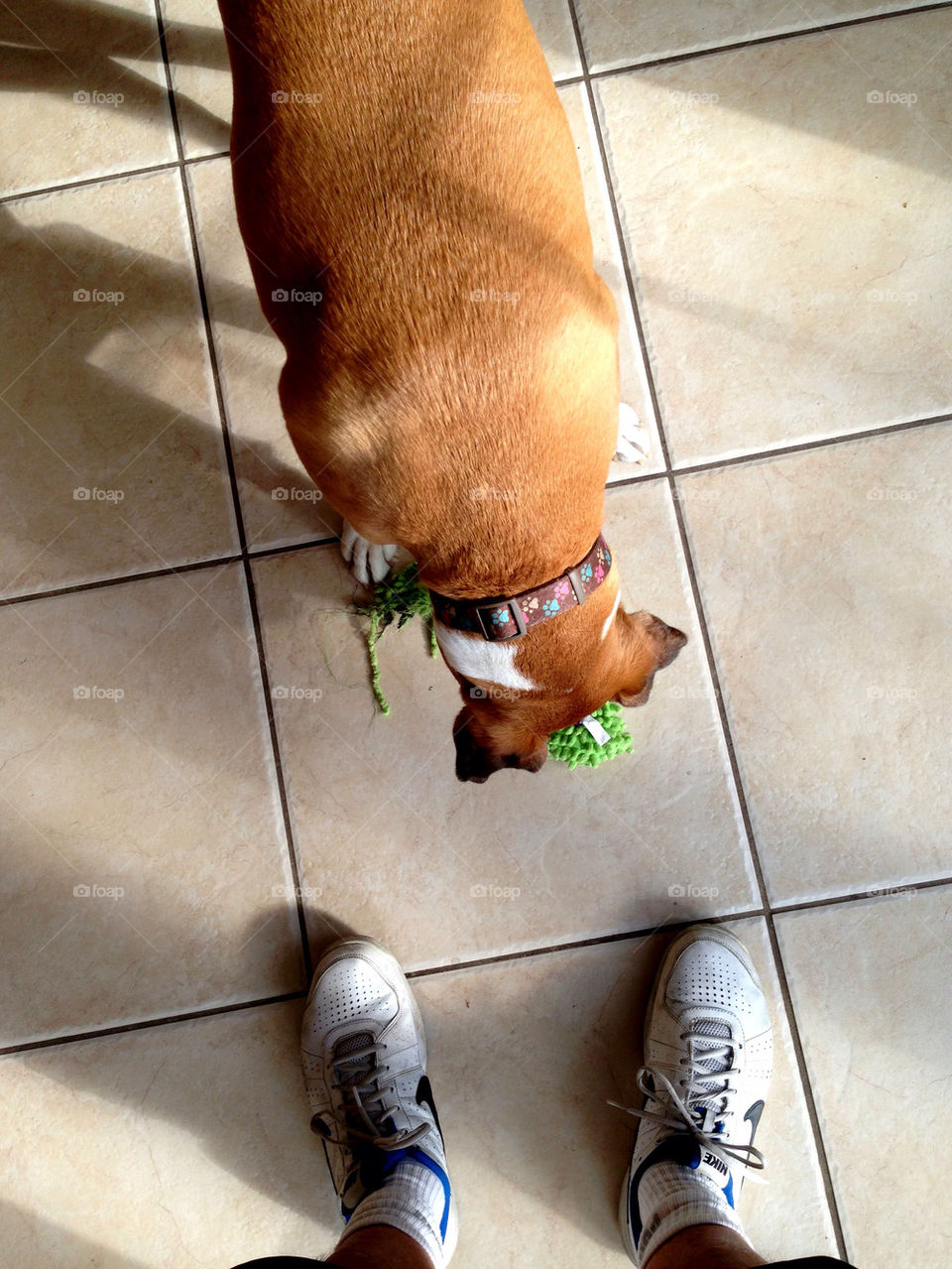 Dog playing with green toy