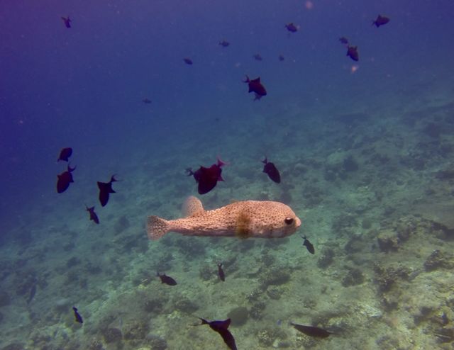 Dive