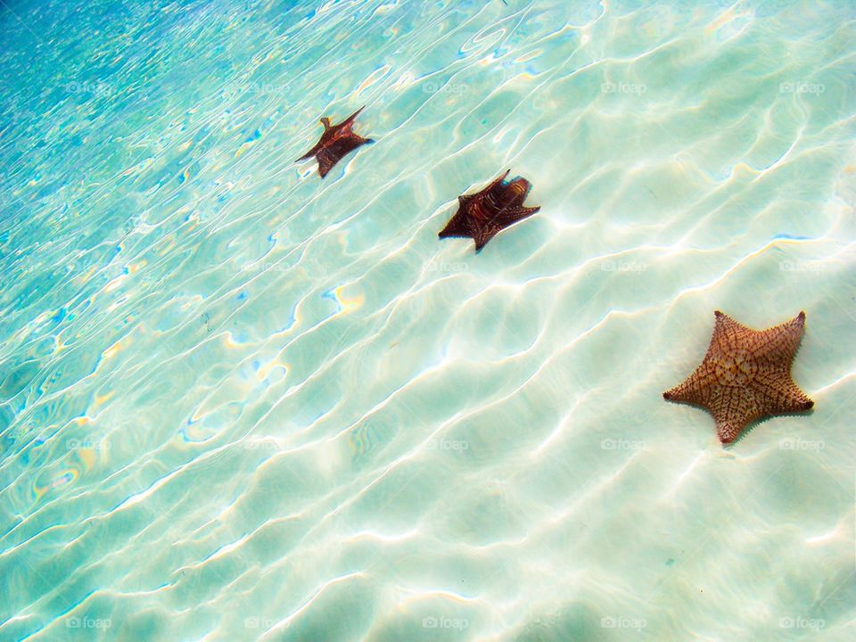 Starfish in Cuba