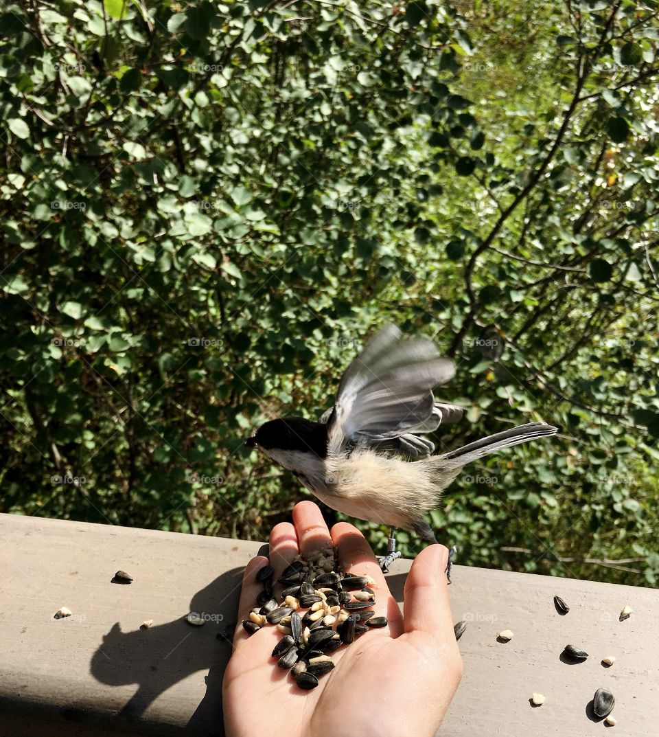 Bird, Outdoors, One, Nature, People