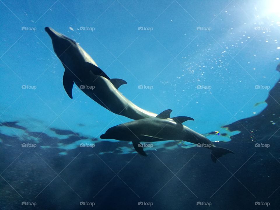 Dolphins swimming at Genova Aquarium
