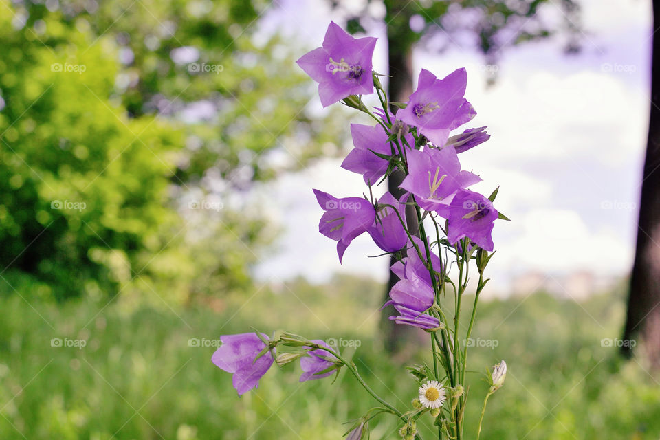 purple flowers