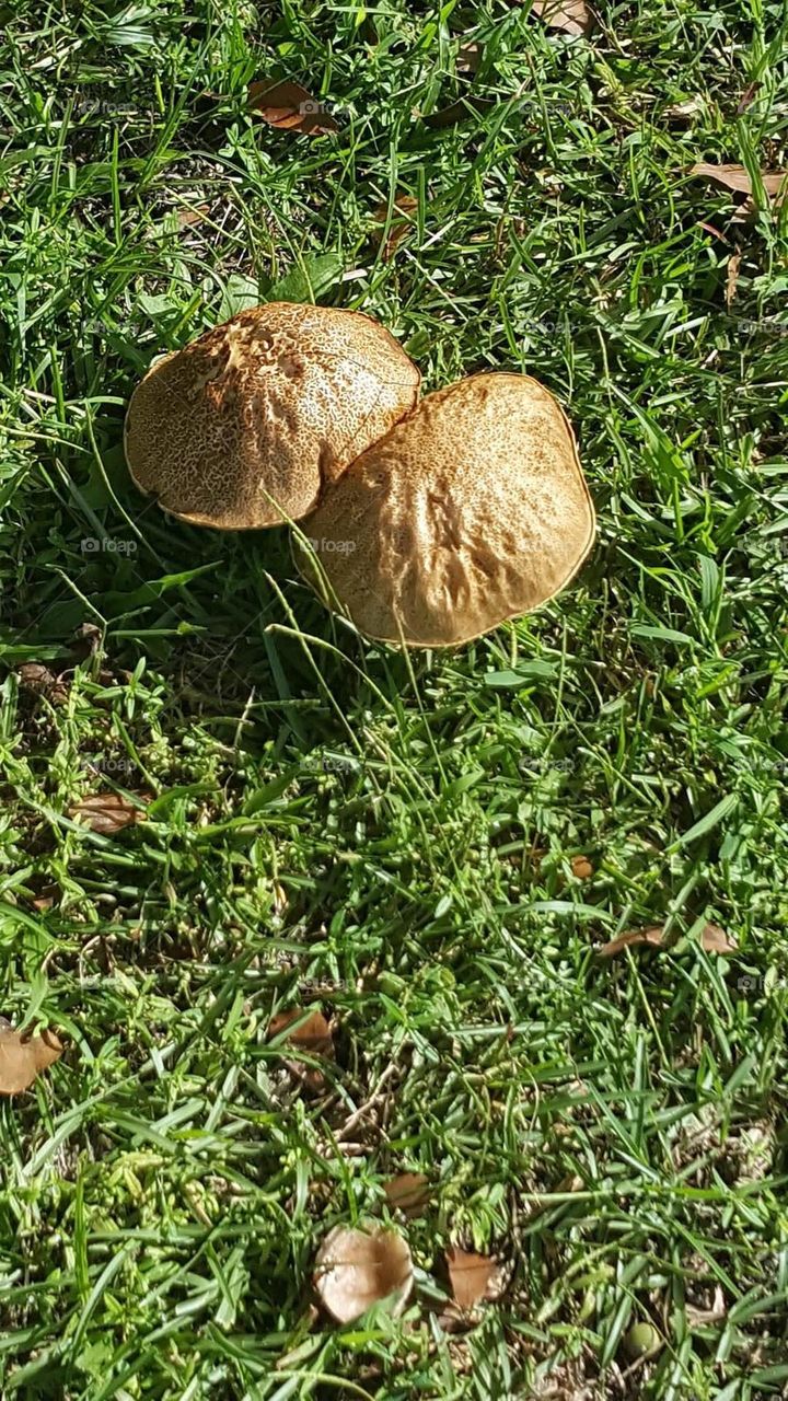 Two of the biggest mushroom’s I have ever seen 
