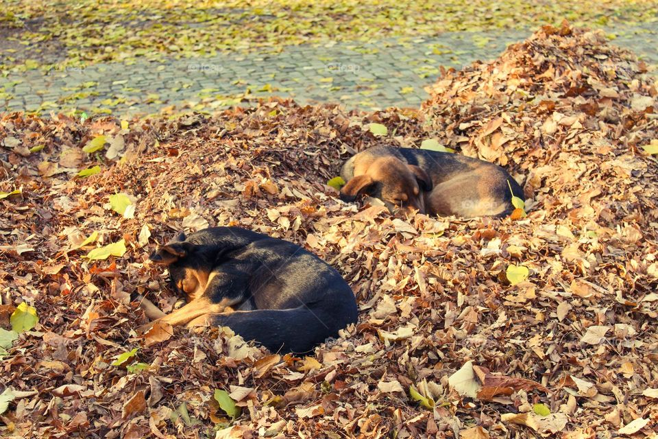 A black and brown dog sleeping in a pile of fallen autumn leaves in public park.