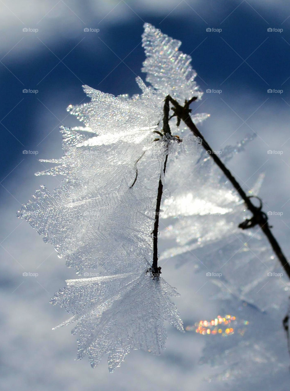 Frost, Ice flower