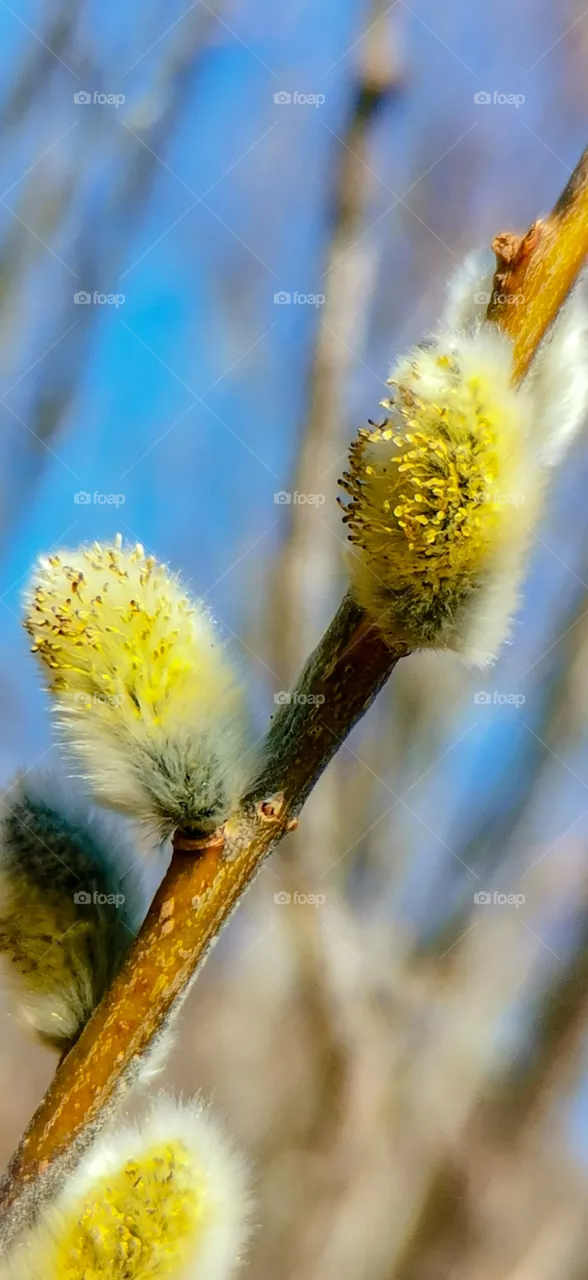 Spring
