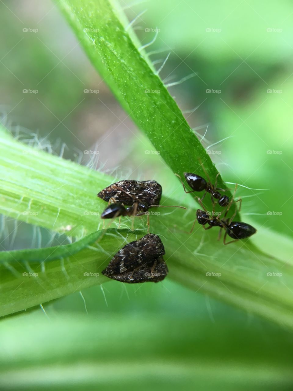 Farming black ants