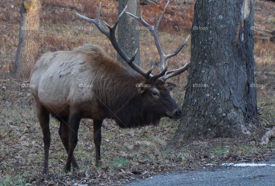 Elk giving his profile for photographer.  Photo taken at a park in Missouri, outside of St Louis.