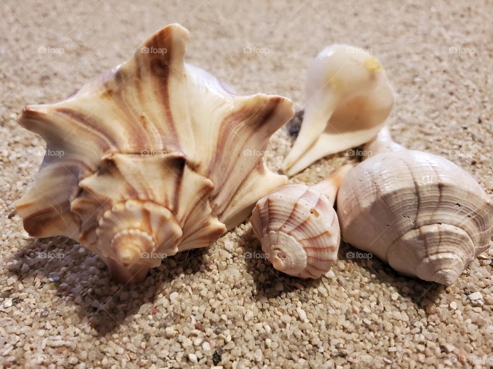 Whelp Shells on the Sand