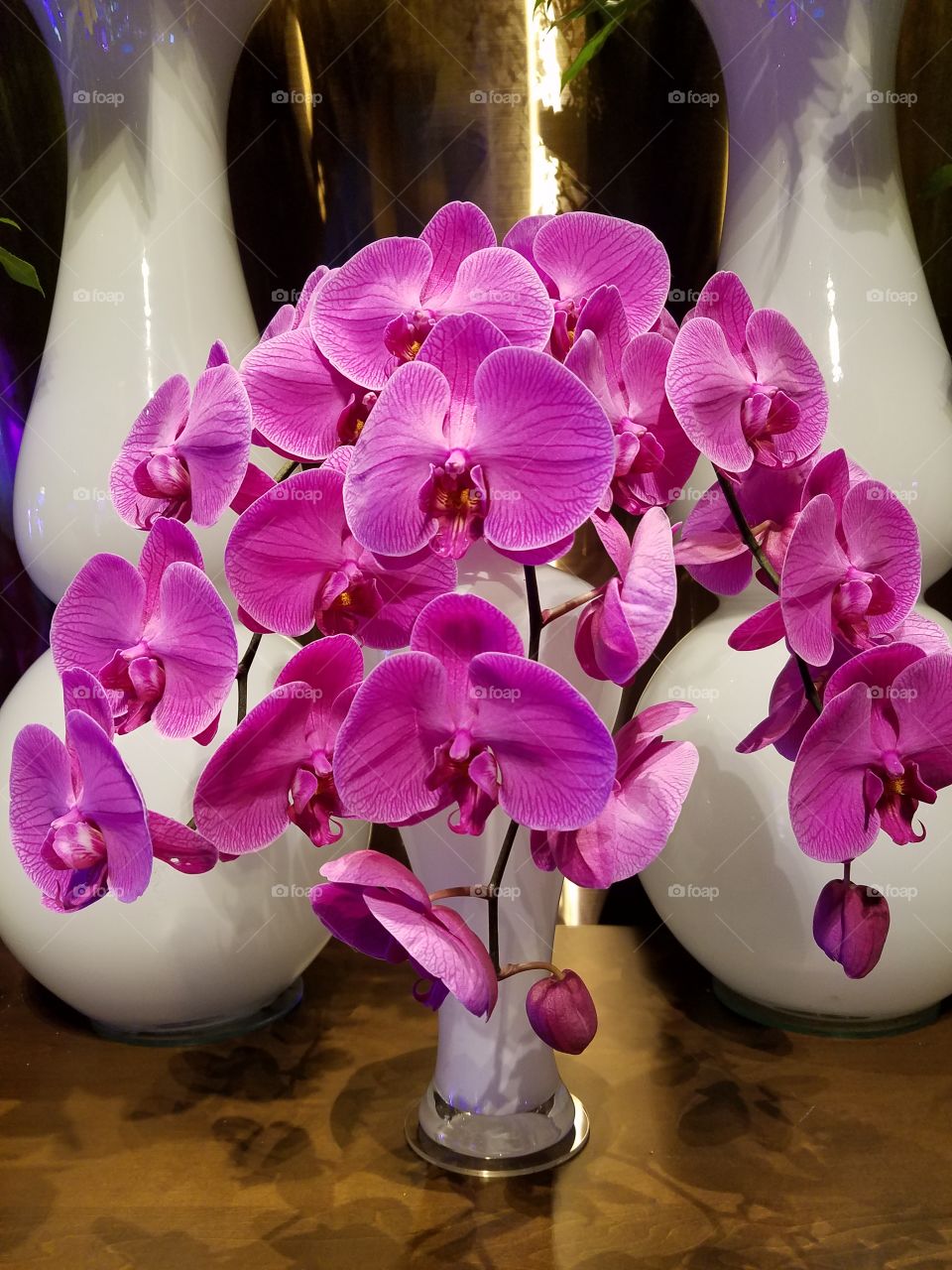 Beautiful orchids