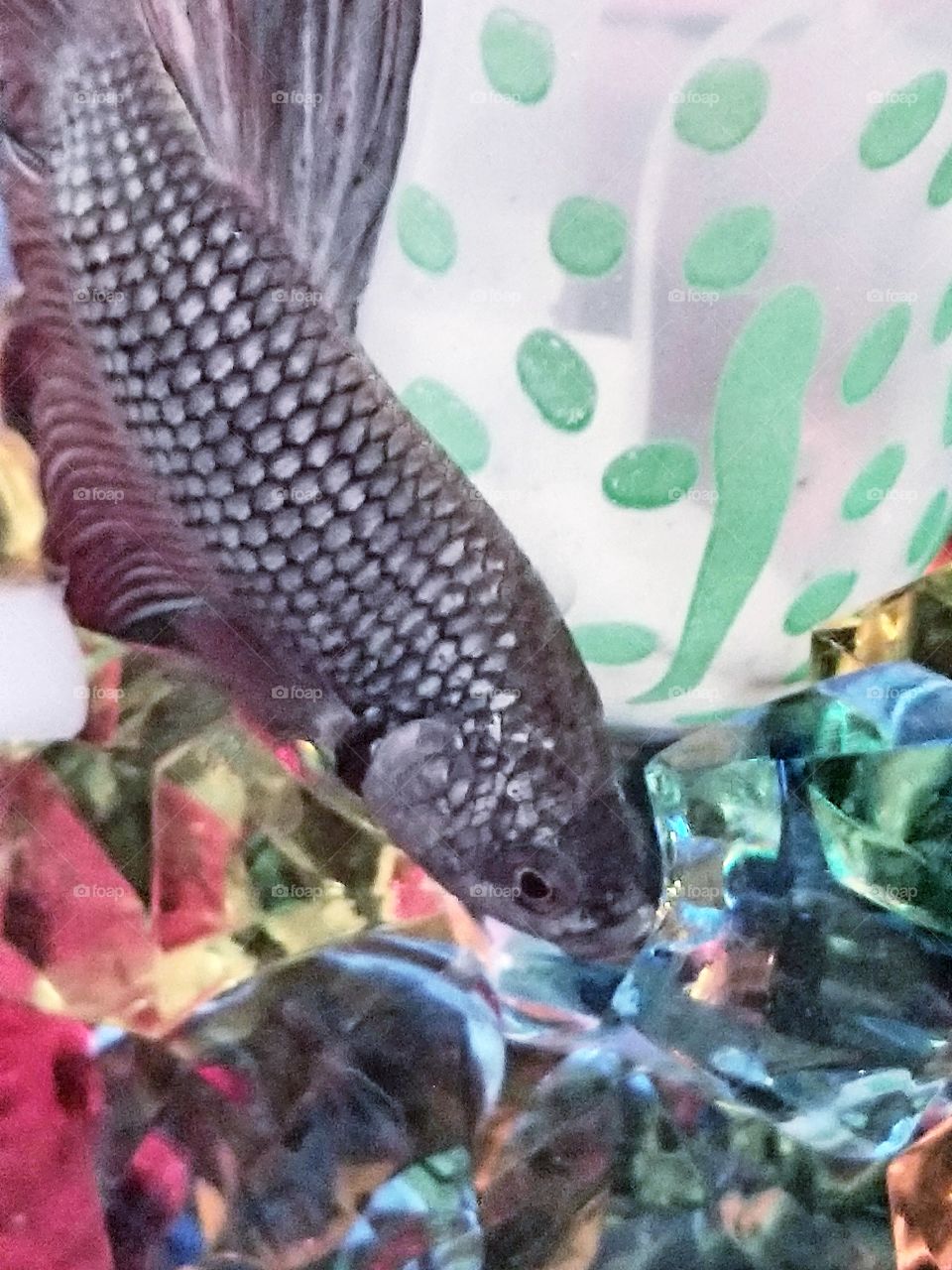 Beta / Betta fish in a tank with aquarium rocks
