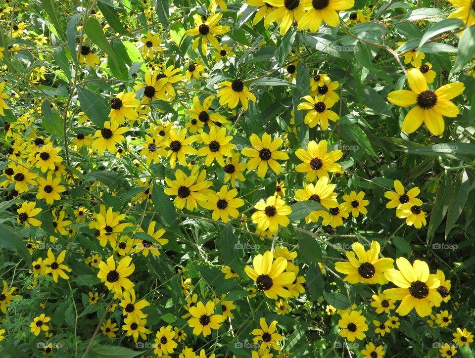 yellow flowers in nature