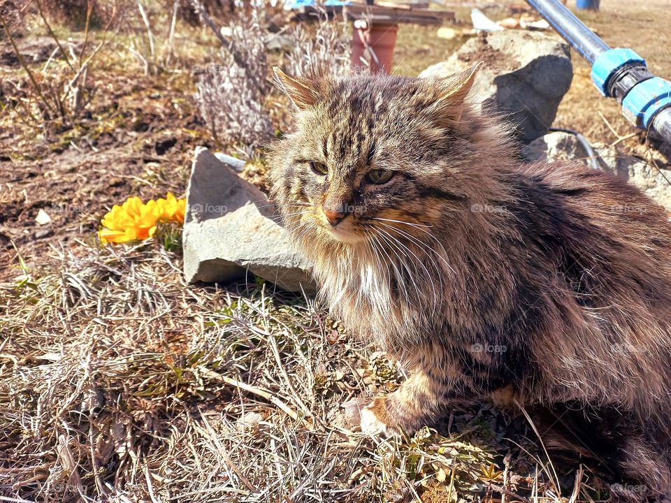 fluffy cat in the spring garden, basking in the sun!!!