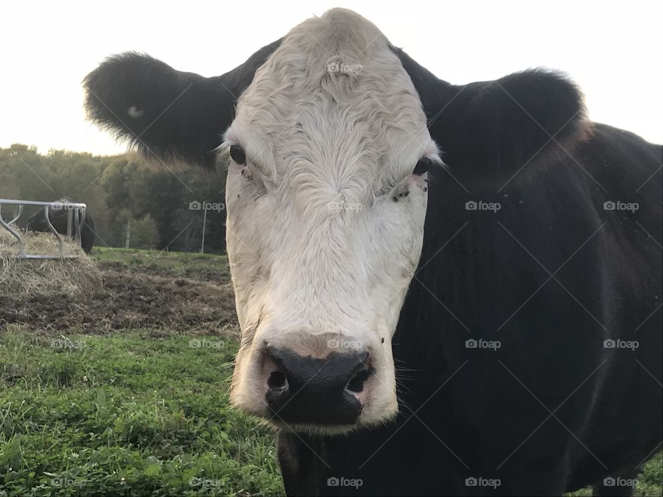 Simmental cow - the queen of the pasture