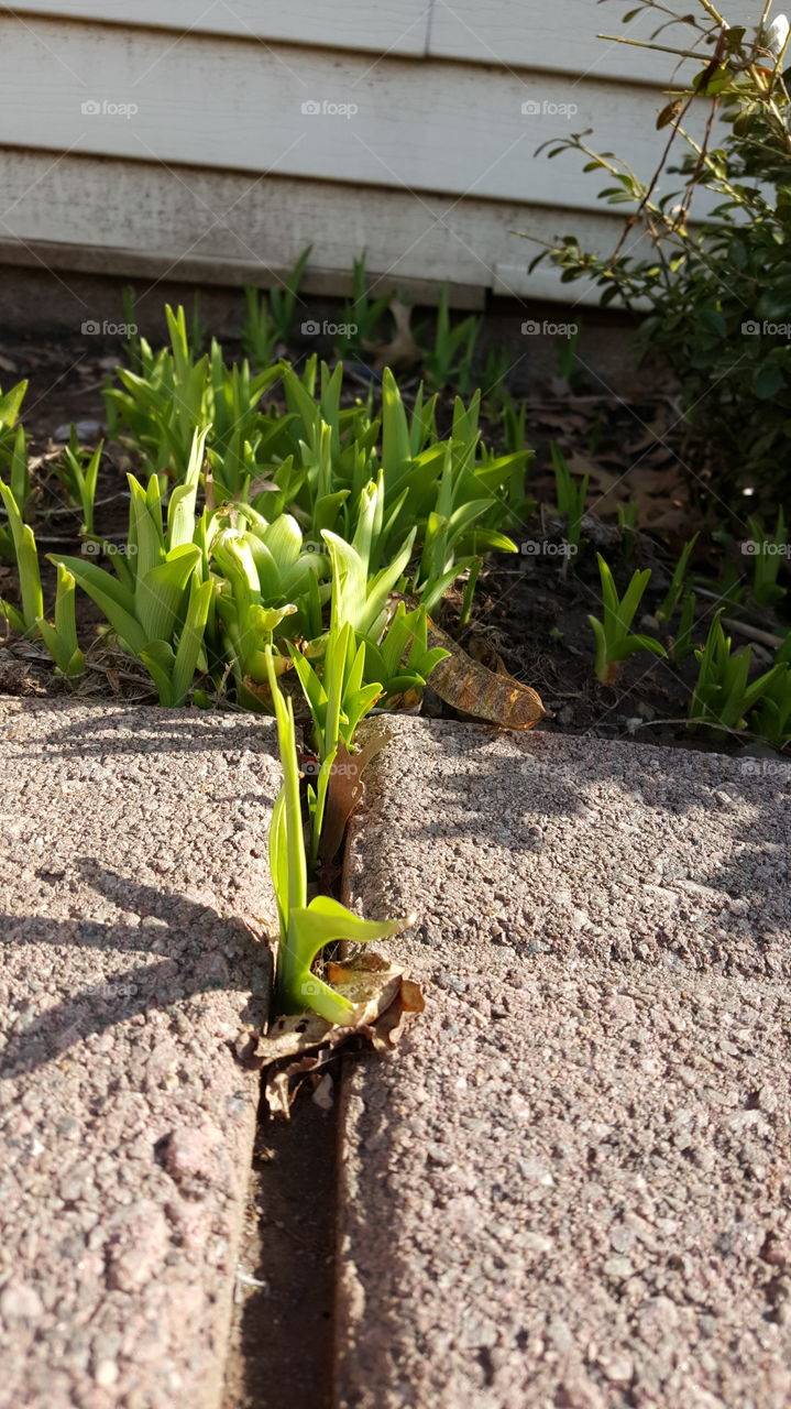 Sprouting Tulips - 1 of 3