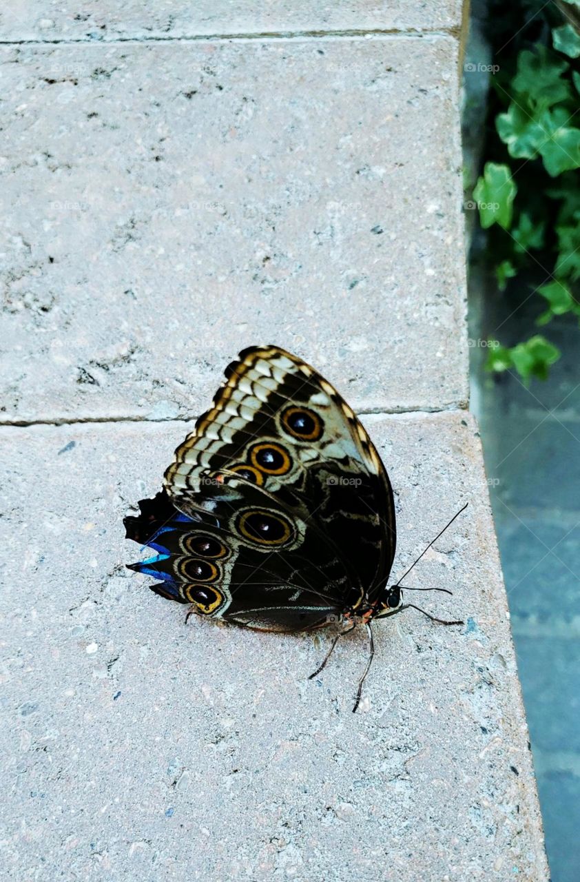 Beautiful Butterfly 🦋