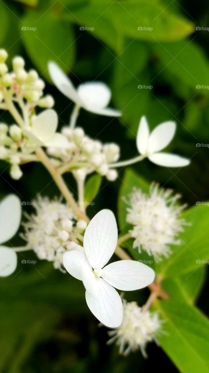 Hydrangea Blossoms