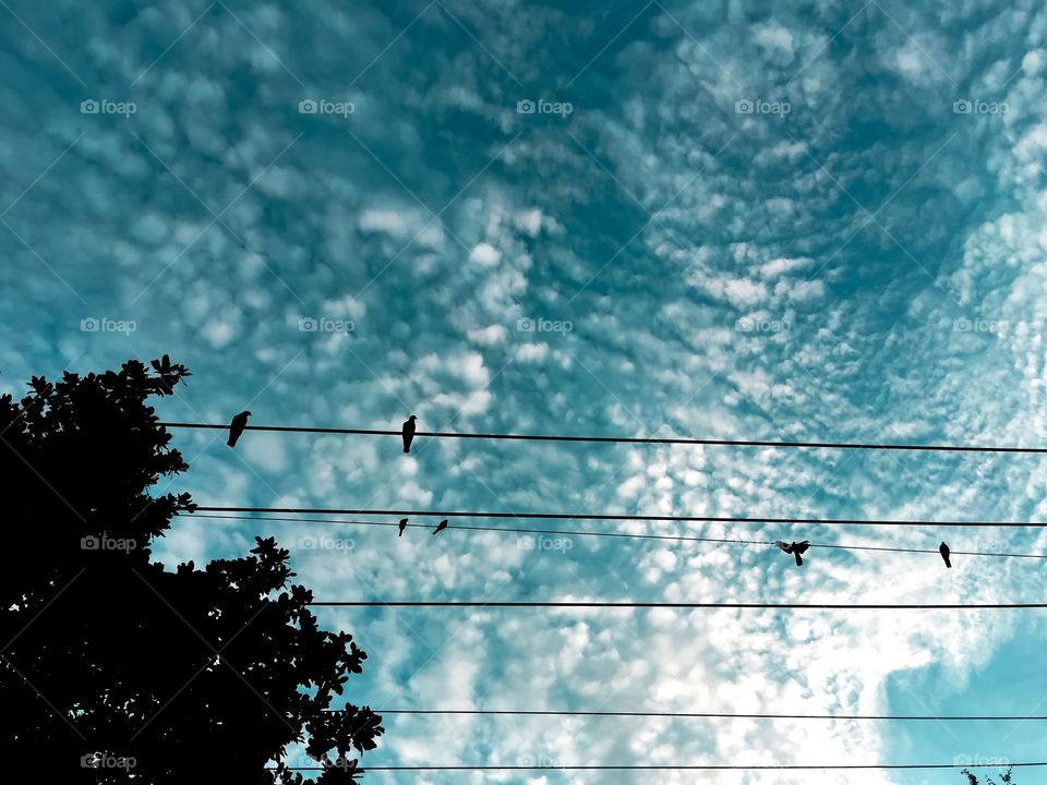 The silhouette of the bird rests on the wires and the sky with many clouds.