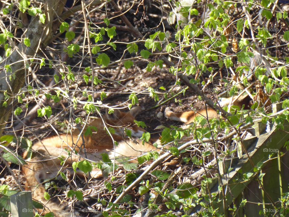 Two foxes taking a nap in the sunshine, partially hidden by the branches of the trees above them.